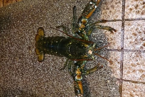 好彩海鲜酒家