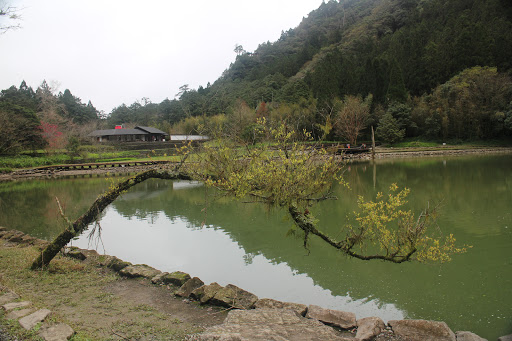 栖兰神木园区