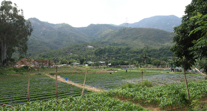 大棠荔枝山庄