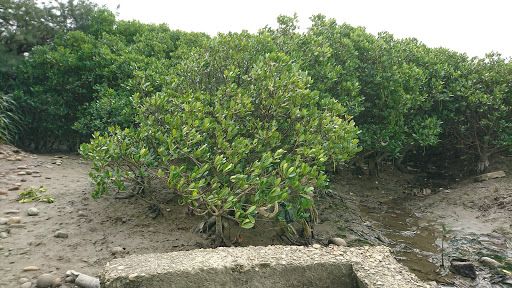 红树林 湿地复育区