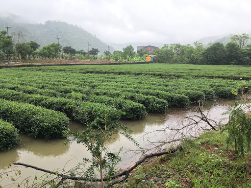 鹅山茶园有机体验农埸