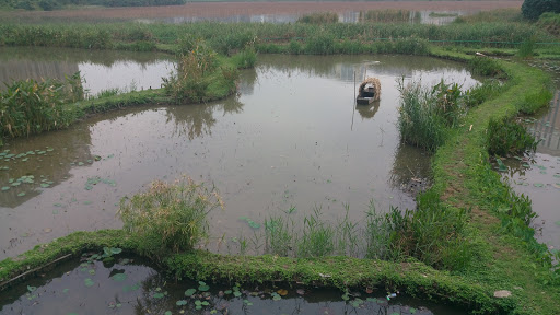 凼仔人工湿地公园