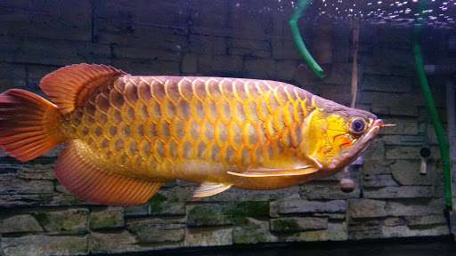 生丰水族馆