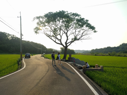 苗栗伯朗大道