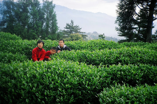 永顺茶叶/木雕