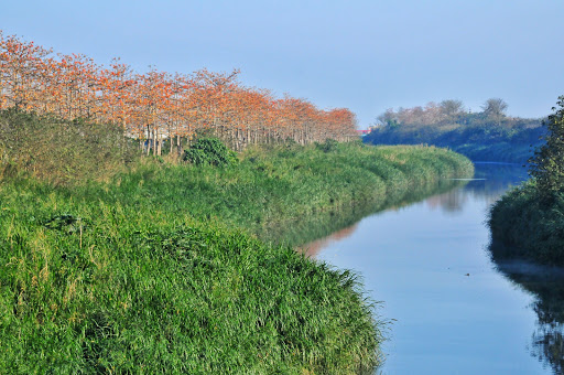 旧浊水溪木棉道