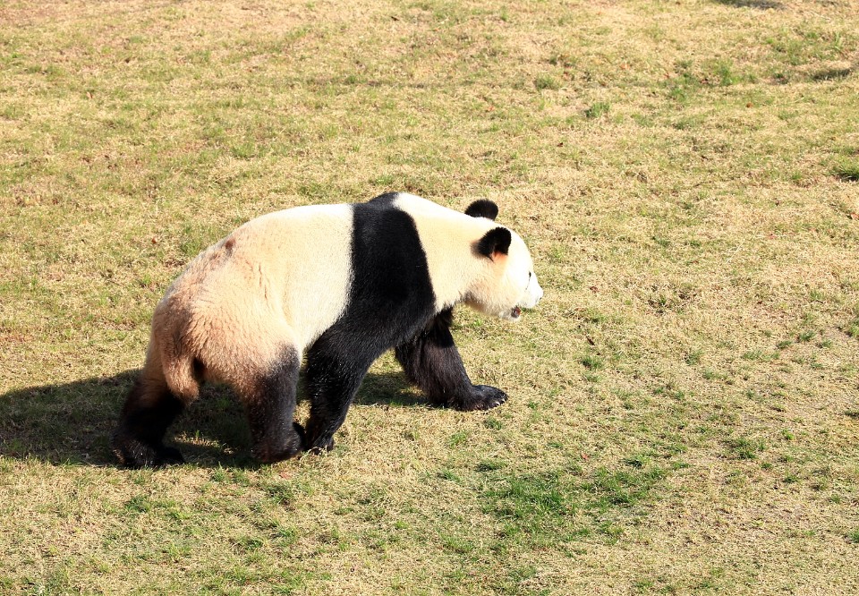 盐城大丰区动物园-大熊猫乐园