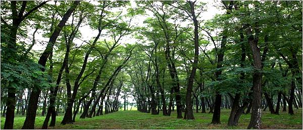 天津青龙湾固沙林自然保护区