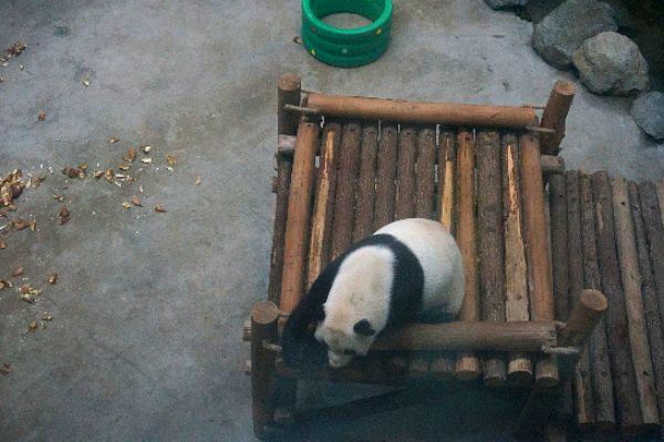 神农架大熊猫馆