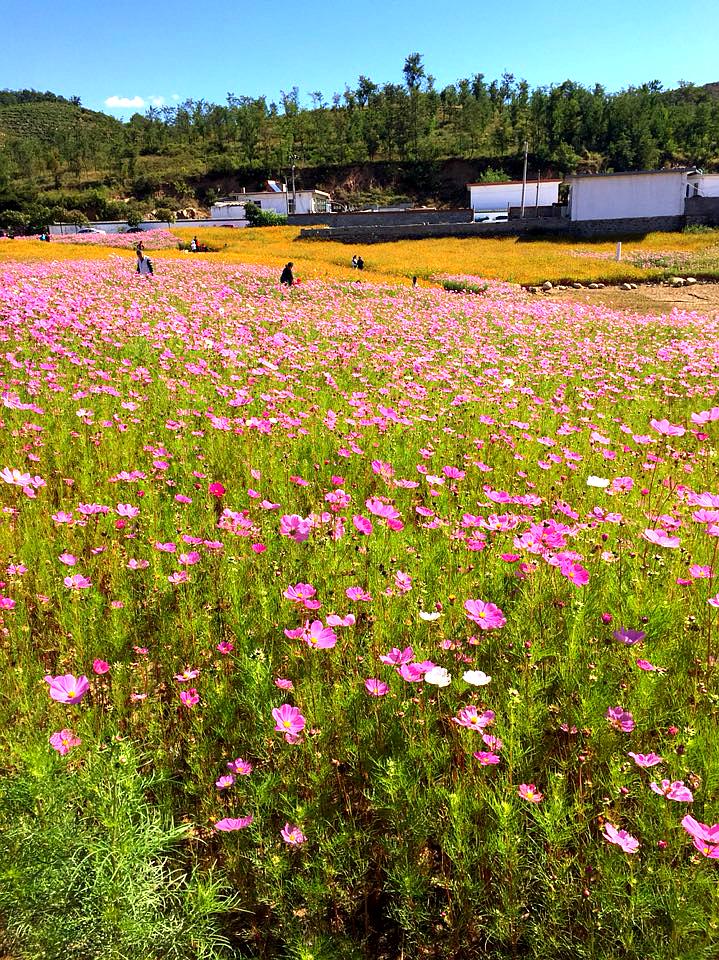 麻念庄郊野公园