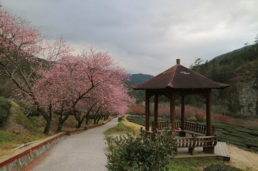 武陵农场茶园步道