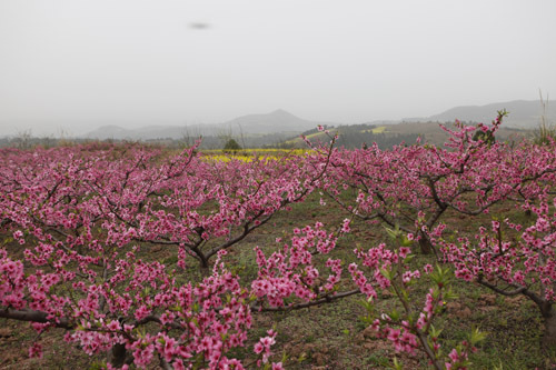 雨城区桃华山