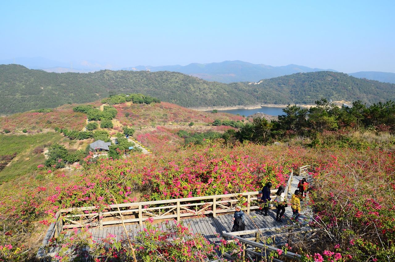 大帽山三角梅园