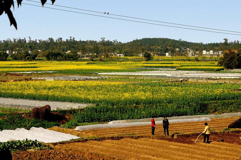 青木川古镇-田园风光区
