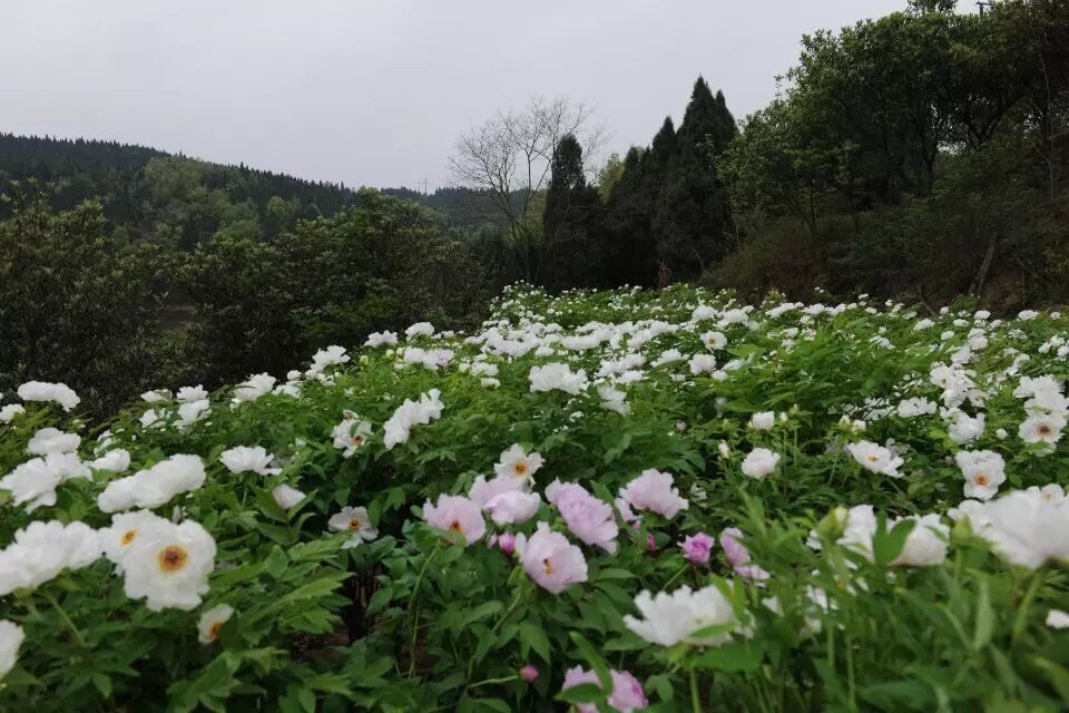 四川锦阳花香谷