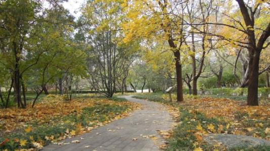 国家植物园北园-树木区