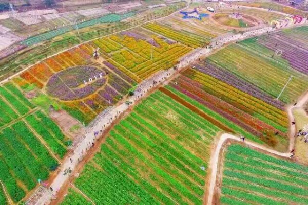 广东省阳江市江城区麻礼沙村山海经花海