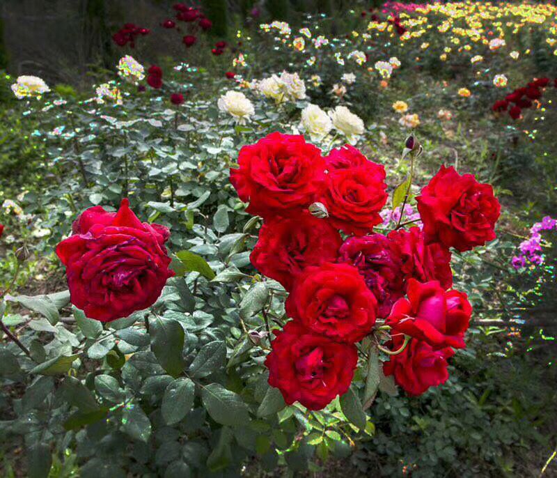 三门小羽农场有限公司