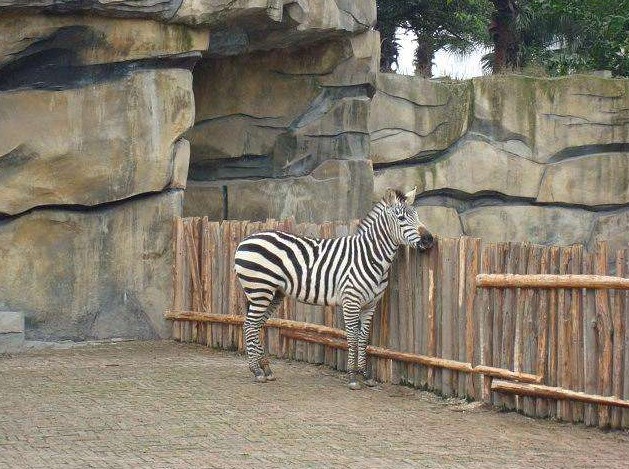 地址(位置,怎么去,怎么走):  重庆市九龙坡区西郊路25号重庆动物园内