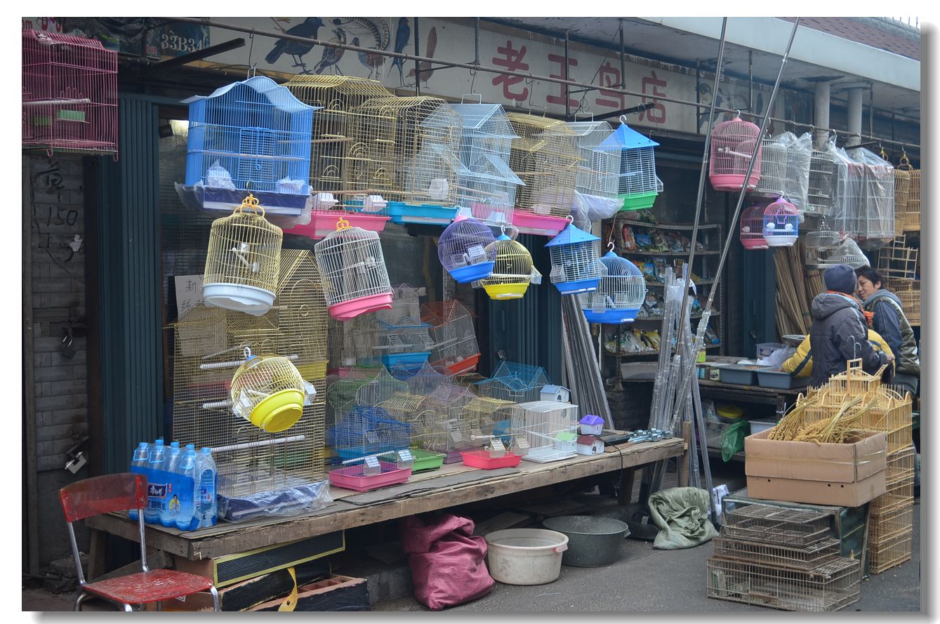 哈尔滨道外花鸟鱼市场图片