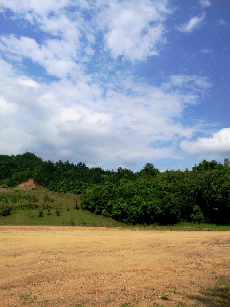 码头山原始森林