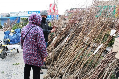 江都曹王华木市场