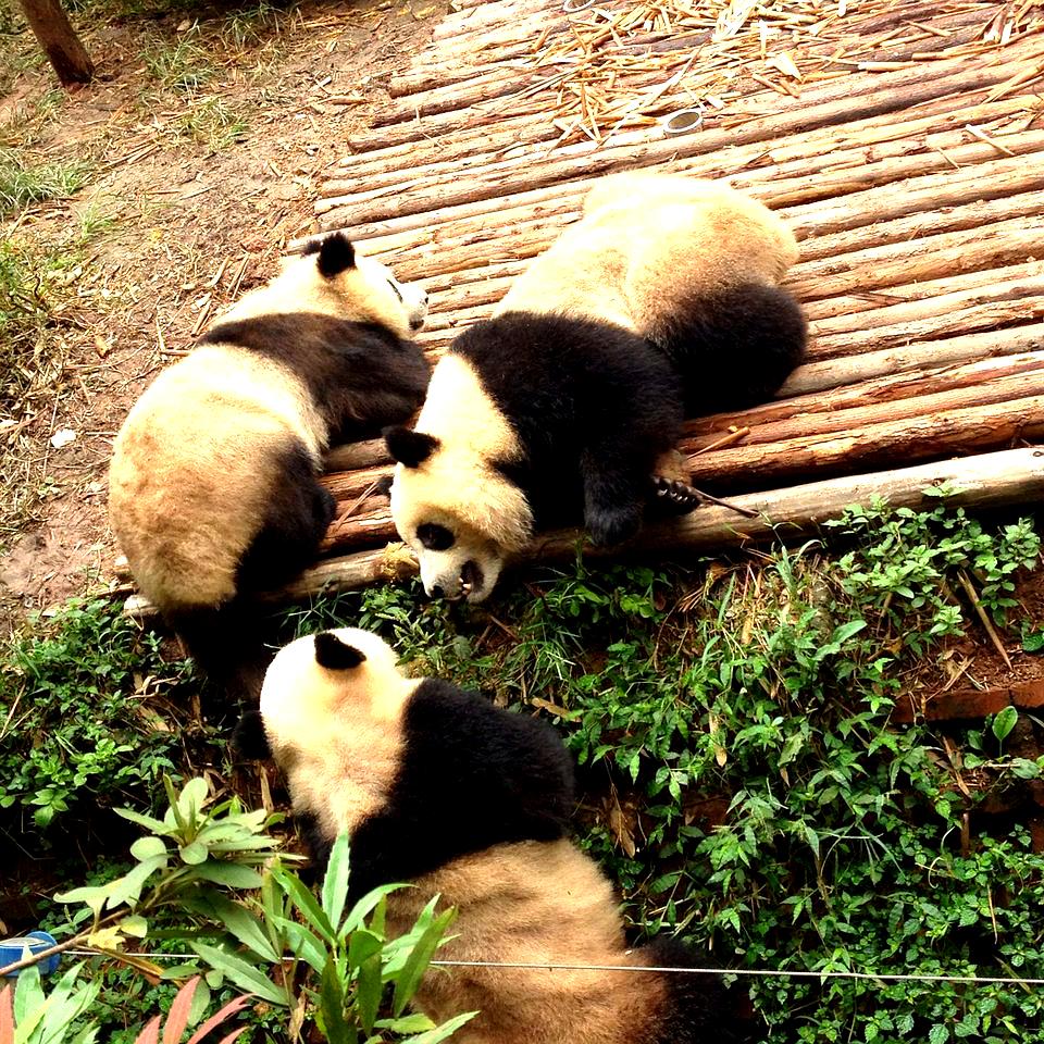九寨勾熊猫中心