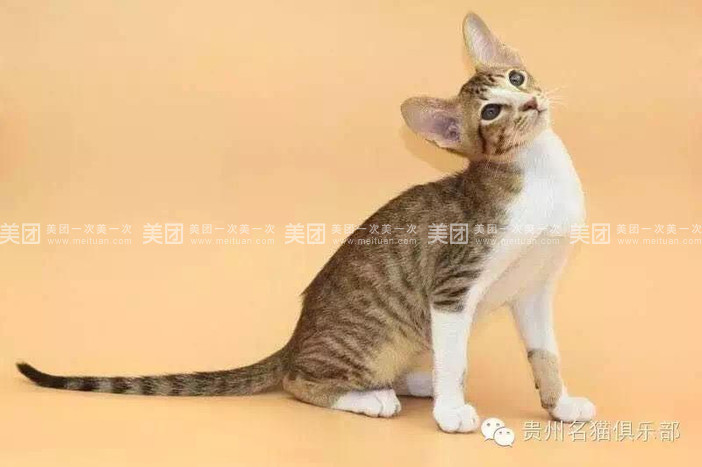 雨桐猫咪咖啡
