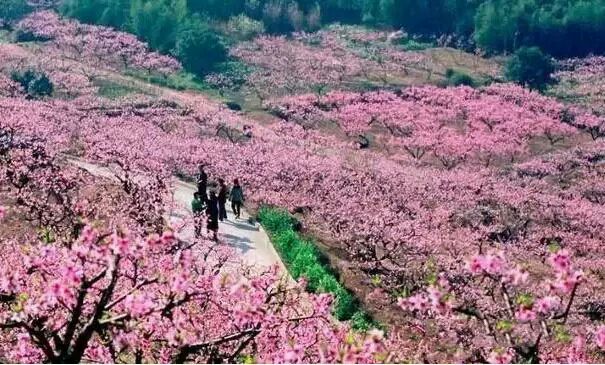 北京市平谷区大华山镇李家峪村赵家台13号