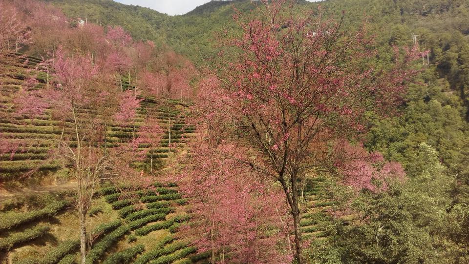樱花谷
