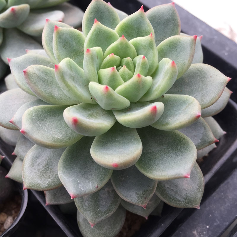 山东山盛花卉