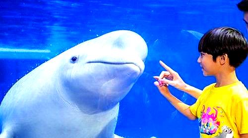 长隆海洋王国-白鲸馆