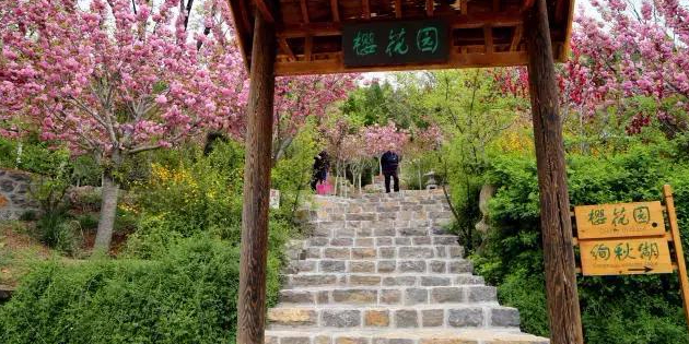 红叶谷生态文化旅游区-樱花园