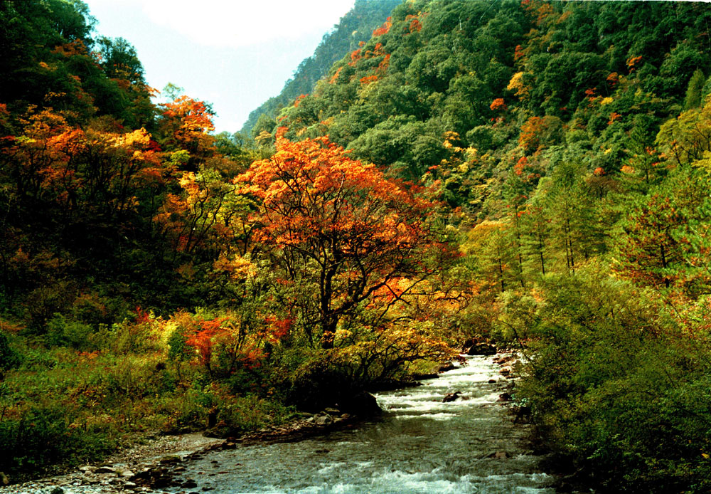 雅安市寶興縣隴東鎮東拉山大峽谷