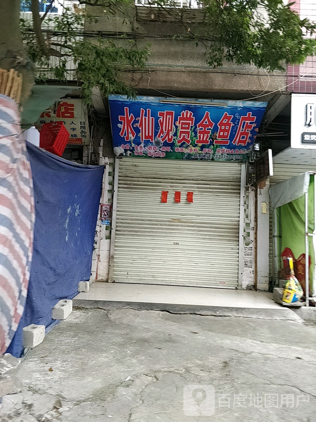 水仙观赏金鱼店
