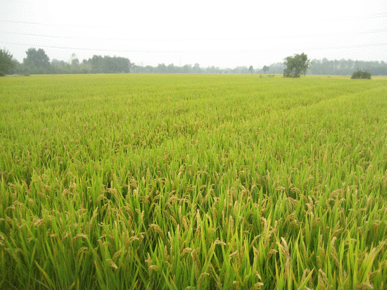 大yu风景竹园