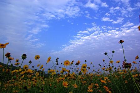 大悟双桥花山