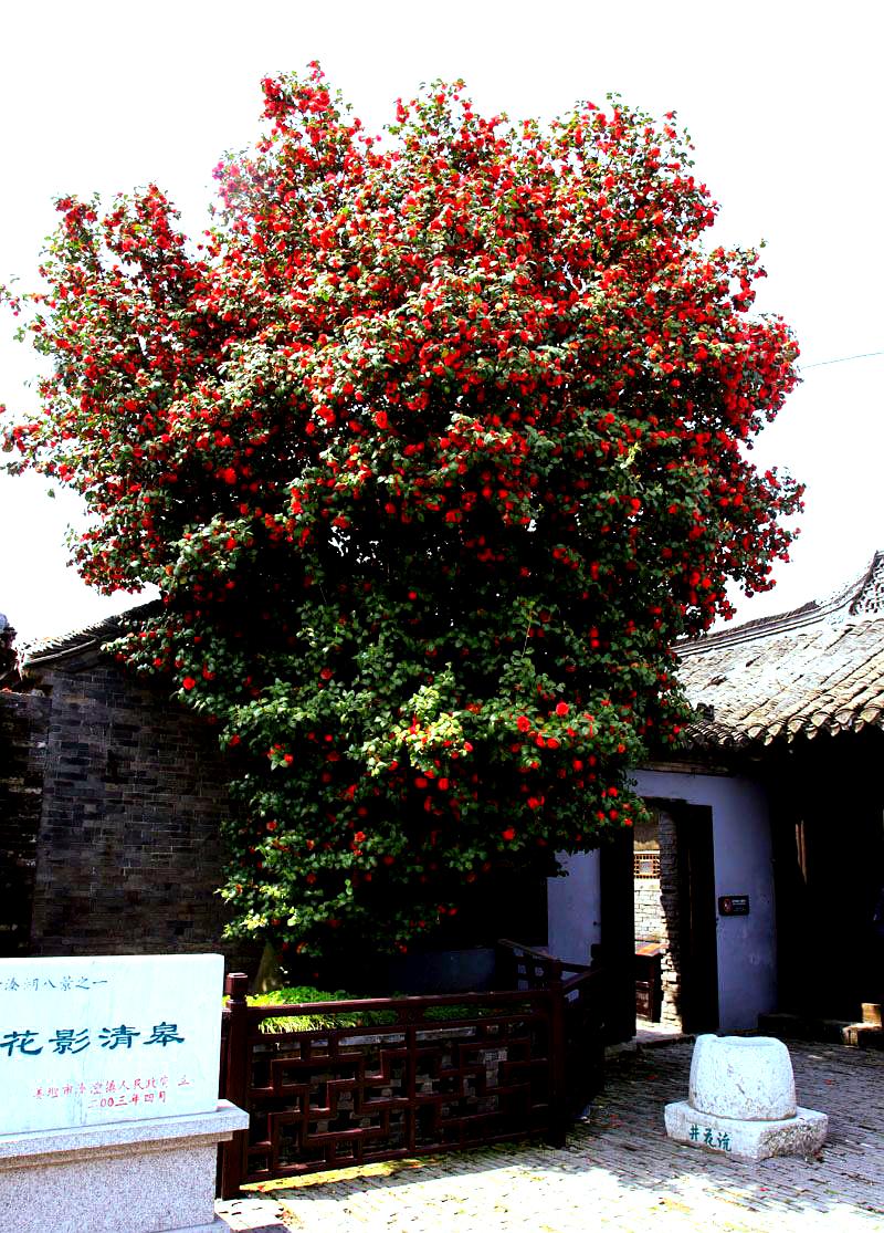 茶花王