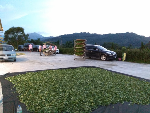 宏宾制茶厂