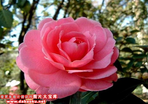 中国茶花文化园