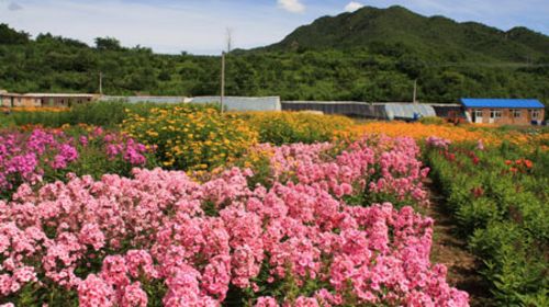 上林四季花海