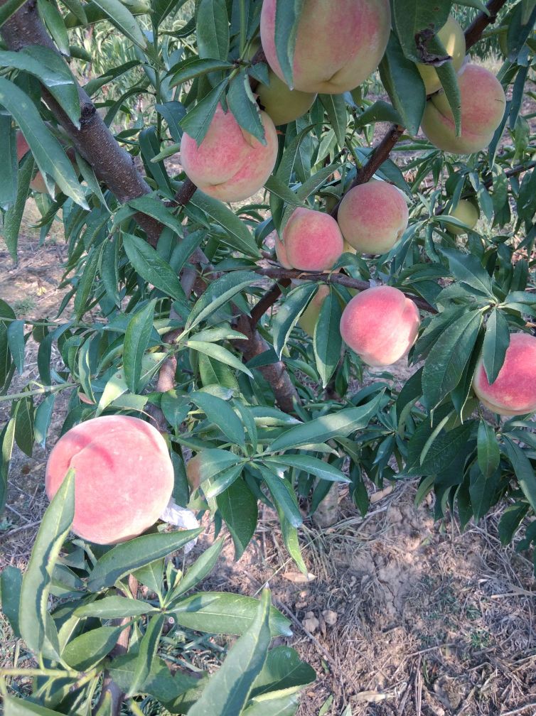 芜湖市皖秋冬桃基地