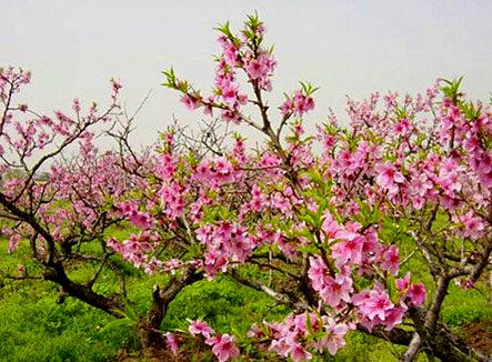 龙虎山-桃花洲