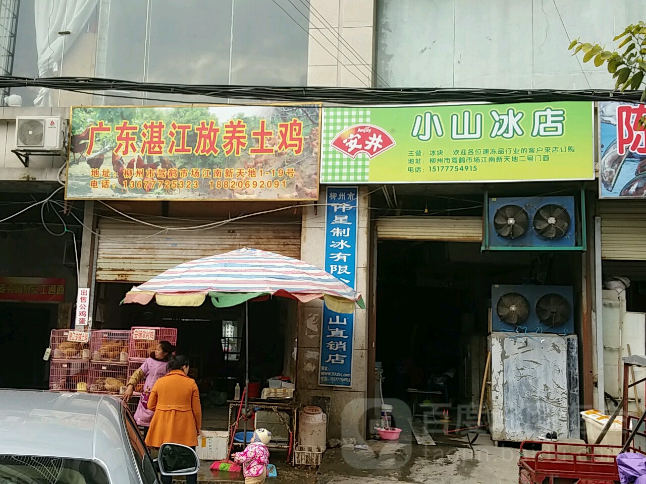 广东湛江放养土鸡