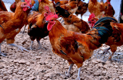 增福土鸡步阳路店