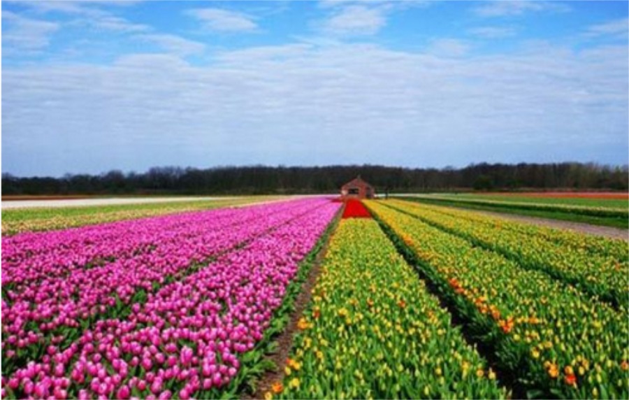 盐城花样年华景区