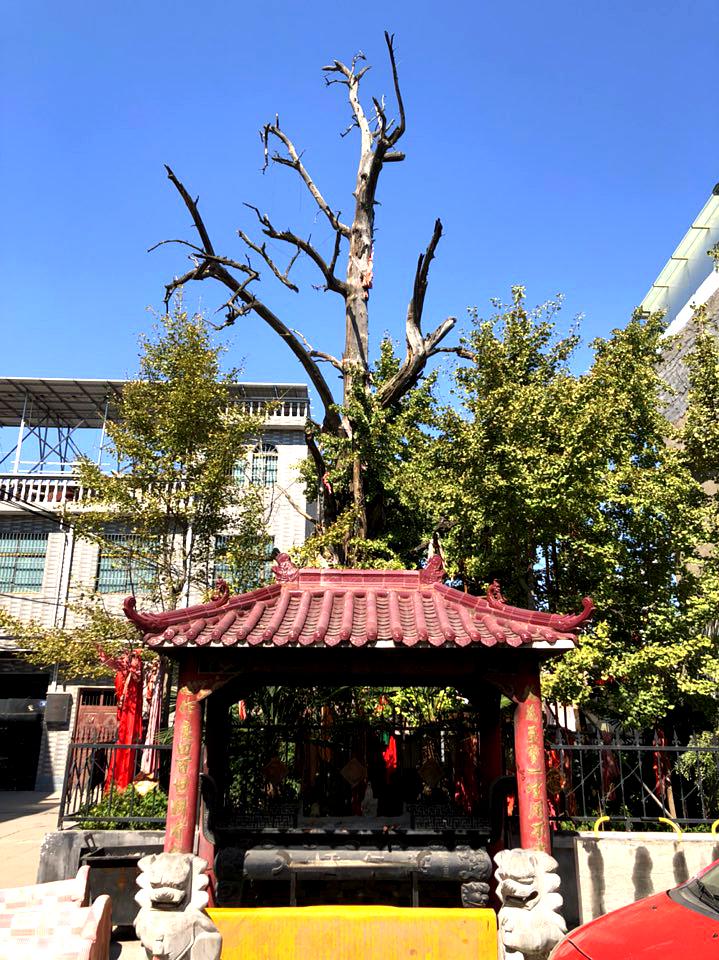 魏武故里
