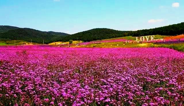 万亩花海