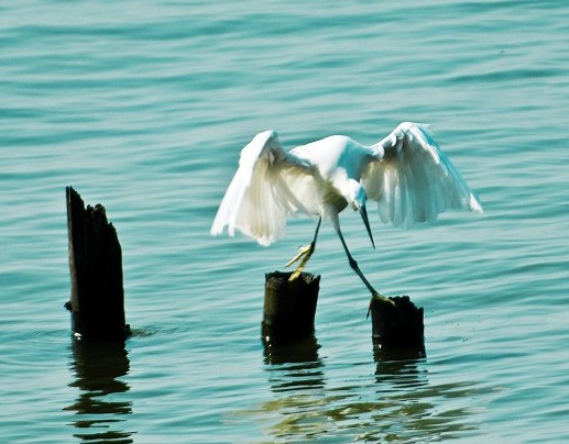 洪斗坡白鹭乐园