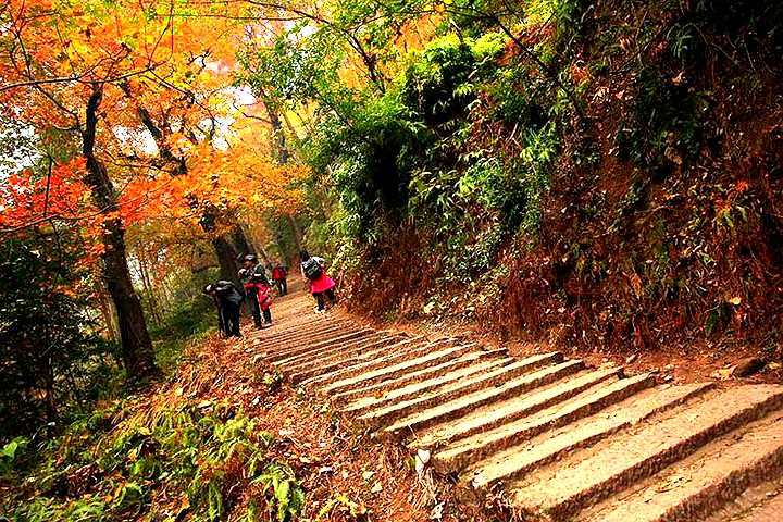 大礼岭红枫古道